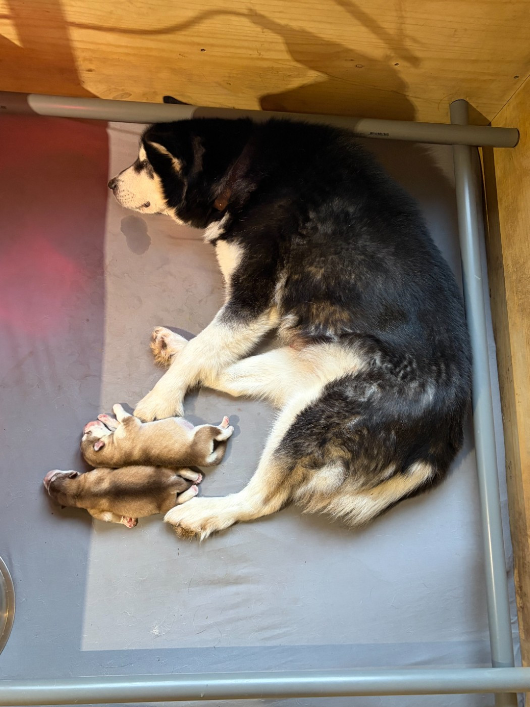 Of Wild Norwolf Tribe - Alaskan Malamute - Portée née le 19/12/2025