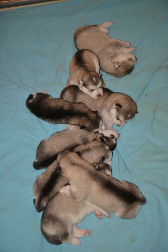 Of Wild Norwolf Tribe - Alaskan Malamute - Portée née le 17/02/2021